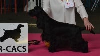 Étalon Cocker Spaniel Anglais - Maisie de l'Orme à Lieue