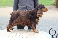 Étalon Cocker Spaniel Anglais - Houpette (Sans Affixe)