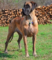 Étalon Dogue allemand - CH. Betsabea del piccolo jigo