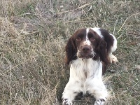 Étalon English Springer Spaniel - Minnie des Diamants Verts