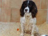 Étalon English Springer Spaniel - Jumpy du Bois Vayernaude