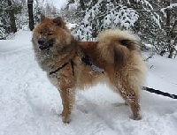 Étalon Eurasier - Annwvyn sk&ouml;ll du biel d'argent