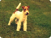 Étalon Fox Terrier Poil Dur - CH. Heineken de la vallee de la voise