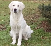 Étalon Golden Retriever - Let me dance des Fields de Ora