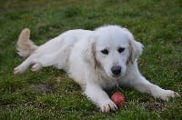 Étalon Golden Retriever - Nala Des Fripouilles