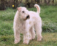 Étalon Irish Soft Coated Wheaten Terrier - Melissande des Varennes Mystiques