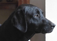 Étalon Labrador Retriever - Manaure of Glharama