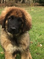 Étalon Leonberger - Nastasia De La Prairie Des Moulins