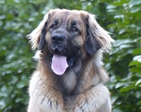 Étalon Leonberger - Lokie Des Lions D'Asgard