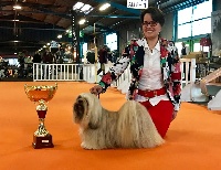 Étalon Lhassa Apso - CH. Lhildegarde la gueuse des fillots de morphée