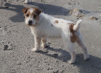 Étalon Parson Russell Terrier - Milya de la Forêt des p'tits loups