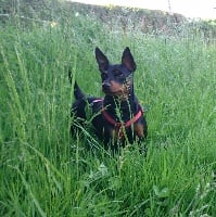 Étalon Pinscher nain - Indy De Milysgane