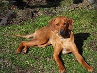 Étalon Rhodesian Ridgeback - Hells Rhodesian Nooska