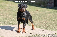 Étalon Rottweiler - soldier's black fire Levis