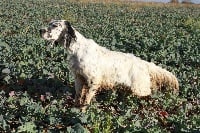 Étalon Setter Anglais - TR. Tr . lola Du sentier des lutins