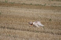 Étalon Setter Anglais - TR. Frog du Mas d'Eyraud