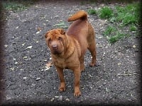 Étalon Shar Pei - Liqueur d'orange - cointreau de la Rivière Sereine