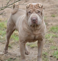 Étalon Shar Pei - Chester legends of china