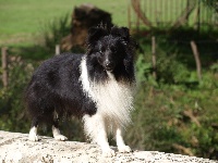 Étalon Shetland Sheepdog - Lowgray sans feux De la foret des reves bleus