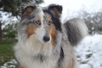 Étalon Shetland Sheepdog - Lemon blue Of Lovely Fairy Blue