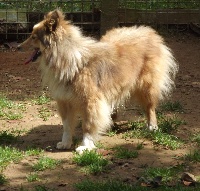 Étalon Shetland Sheepdog - Lumia du Domaine Du Chigny