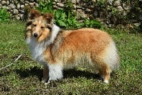 Étalon Shetland Sheepdog - Jingle belle dorée du Clan Castelau
