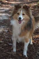 Étalon Shetland Sheepdog - Lakmé-gold De la montagne aux loups