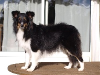 Étalon Shetland Sheepdog - Levenwick night des Bordes Rouges