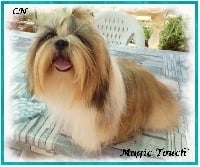 Étalon Shih Tzu - Magic touch des joyaux du mas enchante