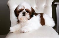 Étalon Shih Tzu - Narcissique de la magie de lys