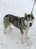 Étalon Siberian Husky - Loba of Kileut'spirit