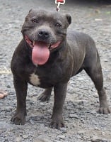 Étalon Staffordshire Bull Terrier - Impact flo's world