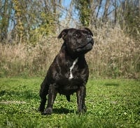 Étalon Staffordshire Bull Terrier - Lou-ange du clan des Boulapat