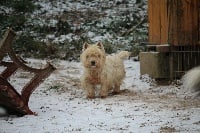 Étalon West Highland White Terrier - Lady du Clos de la Monnerie
