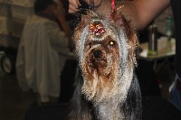 Étalon Yorkshire Terrier - Ira De la villa du sieur paoli