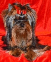 Étalon Yorkshire Terrier - CH. dmitrovskiy talisman Oniks