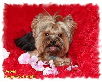 Étalon Yorkshire Terrier - Jewel diamond's des Bruyères de Line