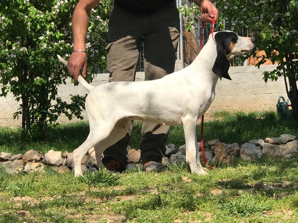 Auteur : Caillol Pierre