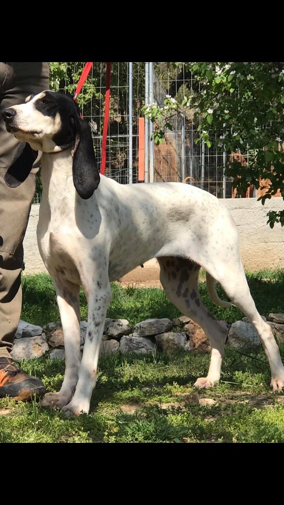  Auteur : Caillol Pierre