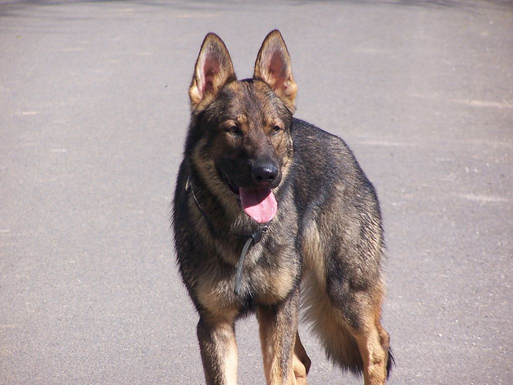 Jagger de la cité des loups gris