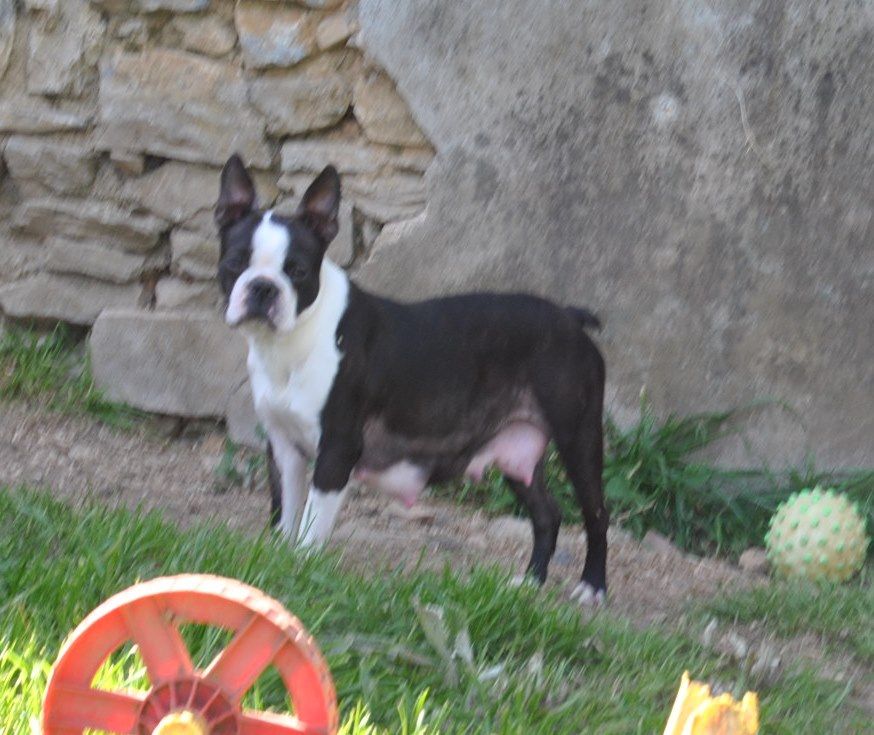 Mad of love De La Grange Enchantée