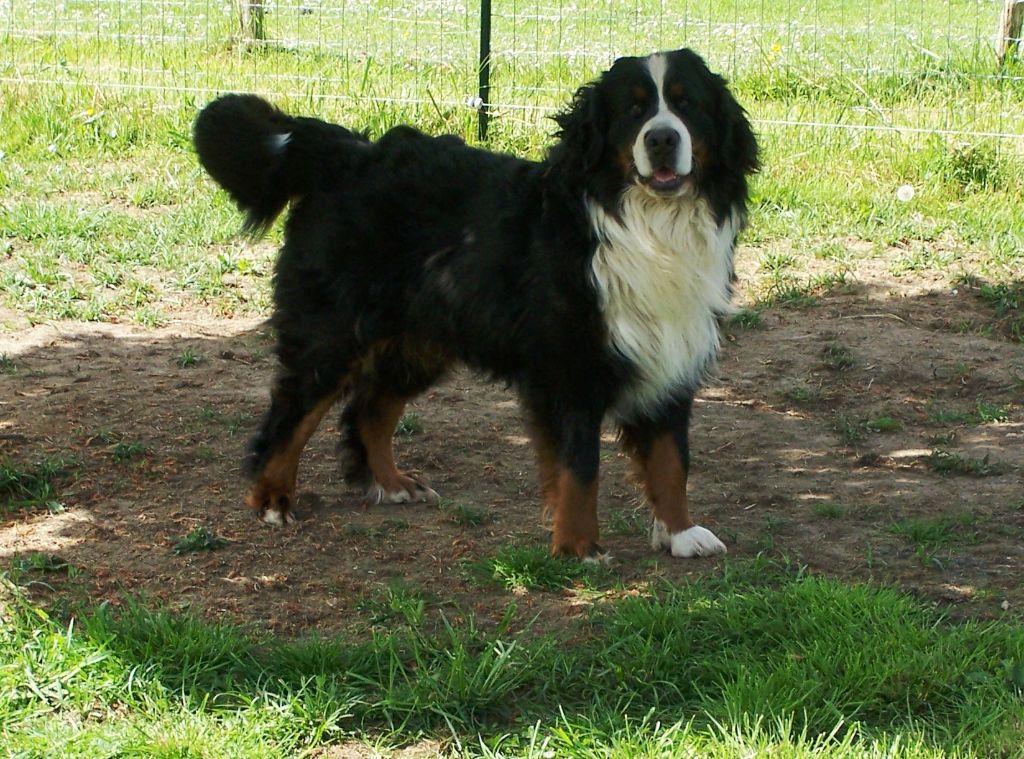 Maurice ravel du Haras de la Vergne