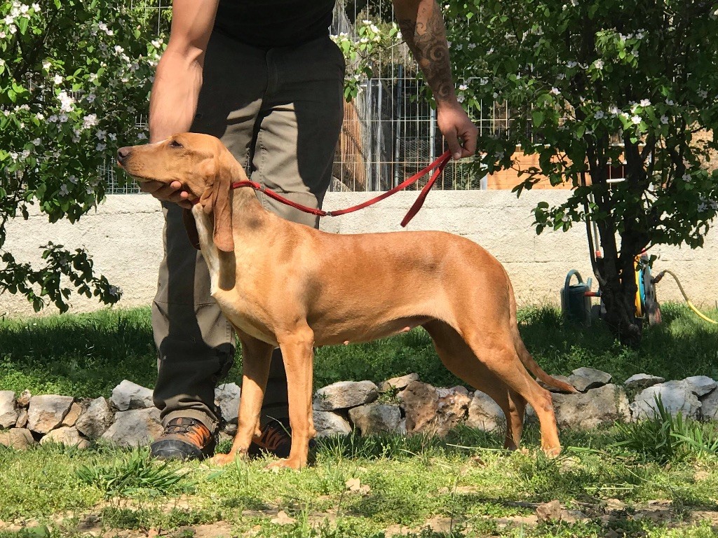 Auteur : Caillol Pierre