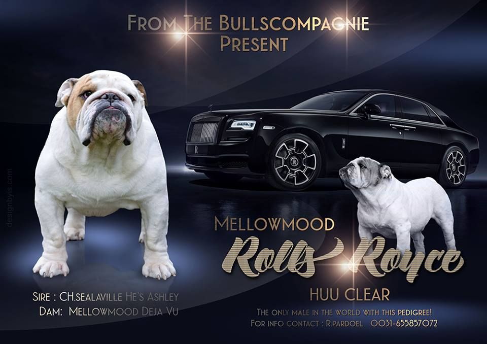 CH. mellowmood Rolls royce