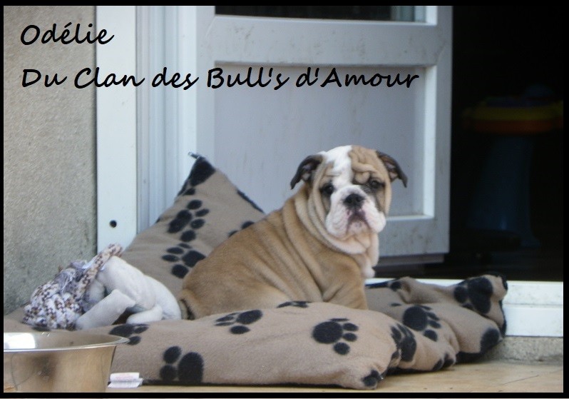 Publication : Du Clan Des Bull's d'Amour 