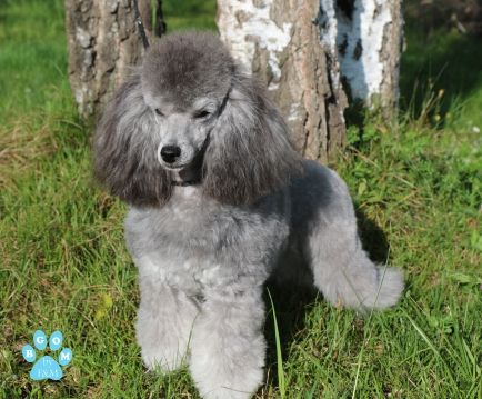 Never give up The beautiful grey of marysa