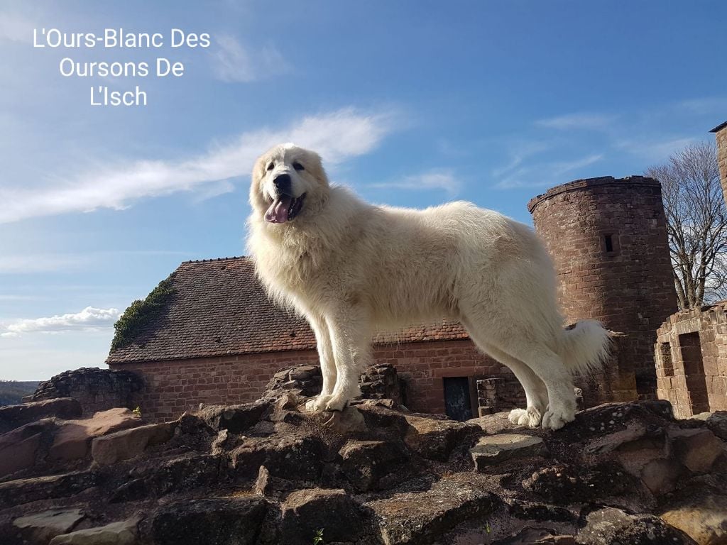 L'ours blanc Des Oursons De L'Isch