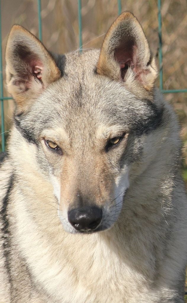 Publication : De la combe noire