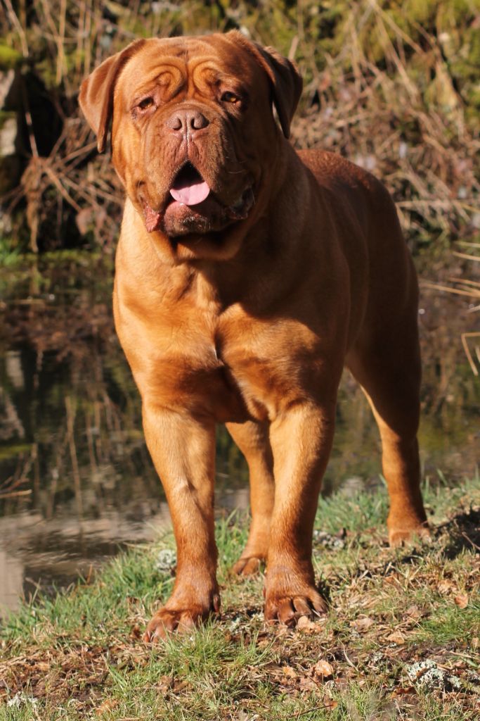 Publication : Red Dog Demars