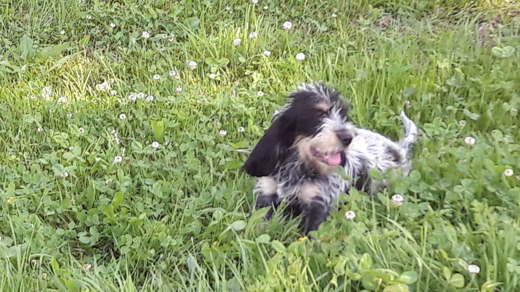 Publication : De Goute Agude 